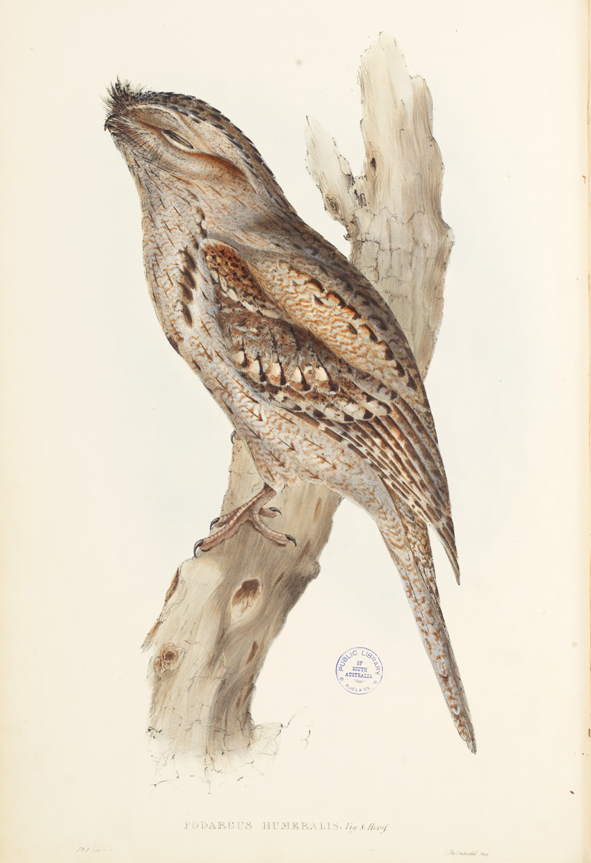 Tawny Frogmouth, Podargus humeralis, illustrated by J and E Gould, 1814. SLSA: rbri11743785/002/pl 003