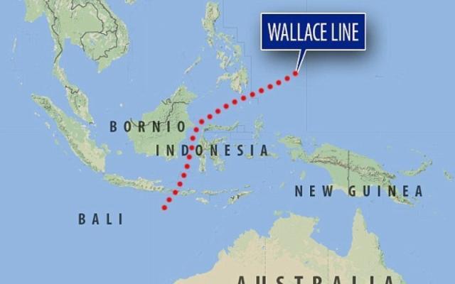 Wallace_Line