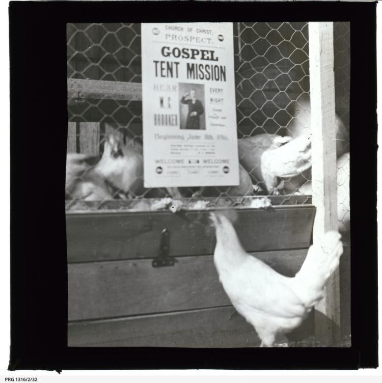Chickens beside a poster promoting the Church of Christ Prospect Gospel Tent Mission, to be presented by W.C. Brooker in June 1920. SLSA: PRG 1316/2/32